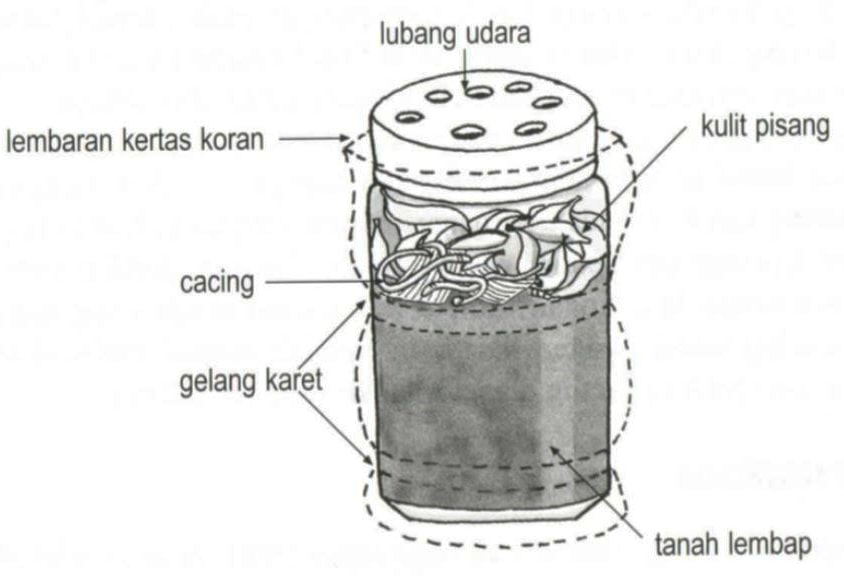 cacing dalam media toples
