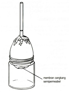 cara penempatan sel